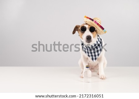Jack Russell Terrier dog dressed as a Mexican. 