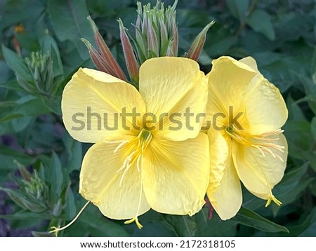 Yellow flowers Oenothera Biennis Evening Primrose in the garden. Royalty-Free Stock Photo #2172318105