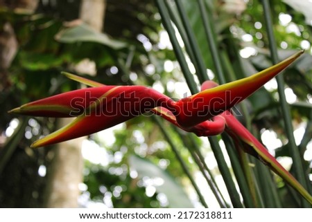 Red palulu (Heliconia bihai) also known as balisier and macawflower