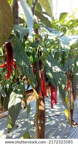 red chili plant with small green leaves in a wide garden