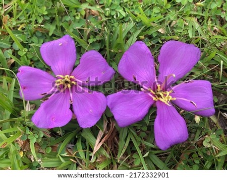 purple mixed pink flowers bloom perfectly in the morning