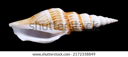 one sea shell isolated on a black background. with clipping path.