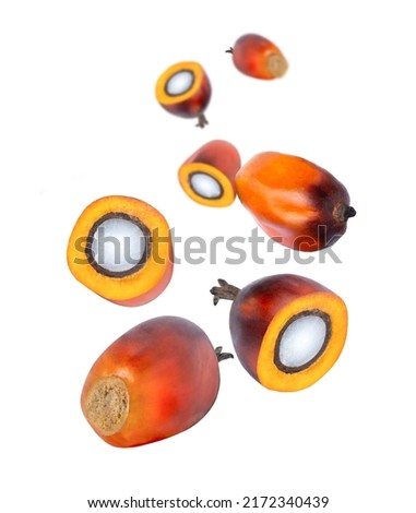Oil palm fruit with half slice falling down isolated on white background.