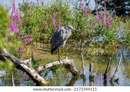 great blue heron on a tree trunk in the water