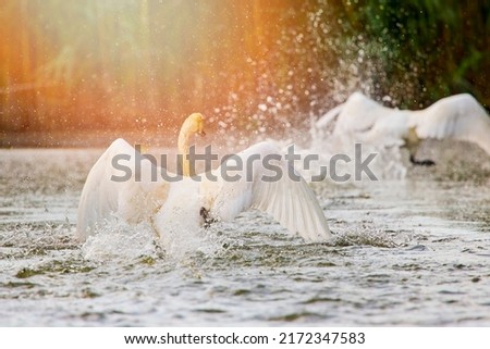 swans in the natural environment of the Danube Delta