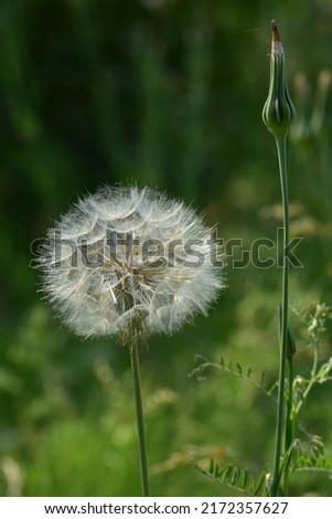 Goatsbeard or salsify ( Tragopogon ) seed head and bud growing in meadow. Macro. Selective focus. Vertical photo. Royalty-Free Stock Photo #2172357627