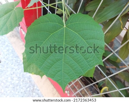 Leaf of Paulownia tomentosa, or princess tree or empress tree or foxglove tree. it is a deciduous hardwood tree in the family Paulowniaceae. native to central and western China. 