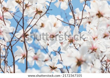 Beautiful magnolias, magnolias in full bloom in spring.
