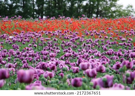 agriculture field full of blooming poppies. Red and violet poppy field. nature wallpaper.