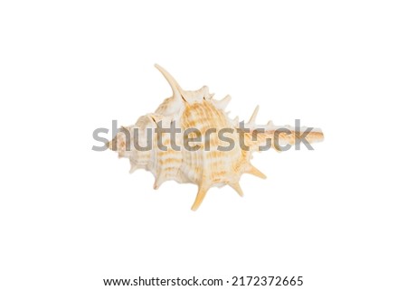 Sea shell isolated on white background. Close up seashell top view.