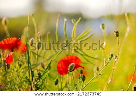 close-up field red poppies in a field on a blurred background illuminated by the sun in the evening day. against the sun