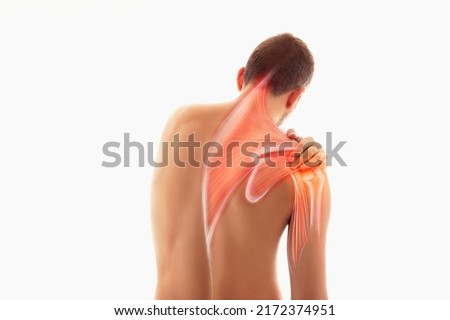 Blades, shoulder and trapezius illustration, man view from back, human arm and scapula Royalty-Free Stock Photo #2172374951