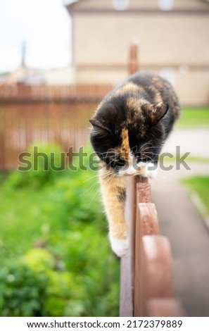tricolor cat walks along the edge of a wooden fence, sneaking right at you