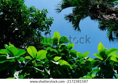 the picture of avocado tree 