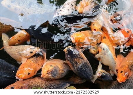 a group of koi fish in the fish pond. 