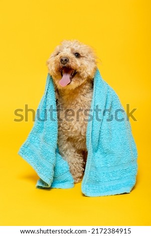Small abricot poodle with a towel on his head on a yellow background Royalty-Free Stock Photo #2172384915