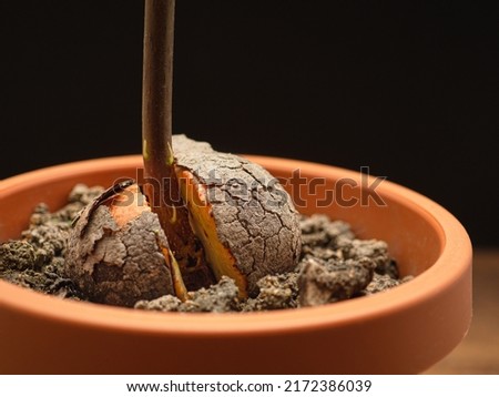Macro shot of sprouted avocado seed planted in a potted on a wooden table. Close-up photo. Healthy fruit concept