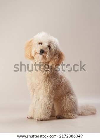  maltipoo on a beige background. curly dog in photo studio. Maltese, poodle