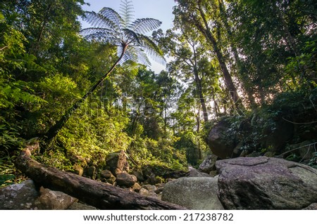 jurassic forest Royalty-Free Stock Photo #217238782