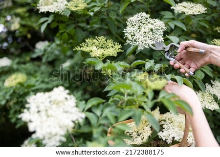 Close Up Of Woman Foraging For And Cutting Wild Elderflower From Bush With Secateurs And Putting In Basket Royalty-Free Stock Photo #2172388175