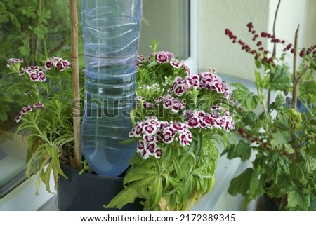 A simple method of watering houseplants in a pot - the DIY type device is made using a PET plastic bottle. Technique for even supply of potted flowering plants with water. Royalty-Free Stock Photo #2172389345