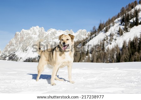 Cute Dog on snowy landscape