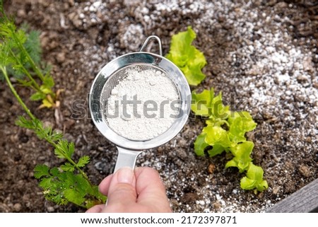 Gardener white sprinkle Diatomaceous earth( Kieselgur) powder for non-toxic organic insect repellent on salad in vegetable garden, dehydrating insects. Royalty-Free Stock Photo #2172397871