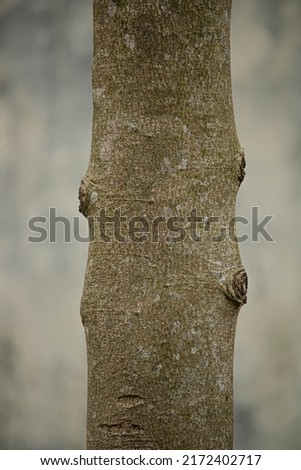 Tekstur timbul dari kulit kayu ek. Foto panorama tekstur oak.