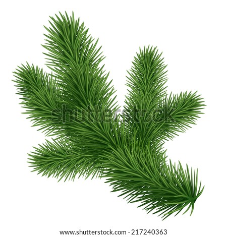 fir tree branch isolated on white background, coniferous plant illustration