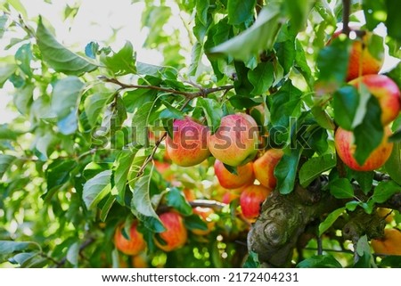 Red ripe organic apples on apple tree branch