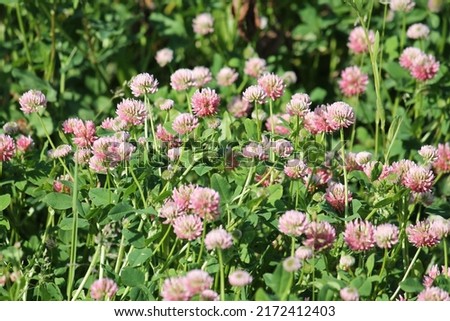 Flowers of alsike clover (Trifolium hybridum) plant in green summer meadow