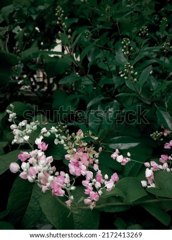 This plant in English is called coral vine or its Latin name is Antigonon leptopus.
In Indonesia it is called the Bridal Tears Plant.