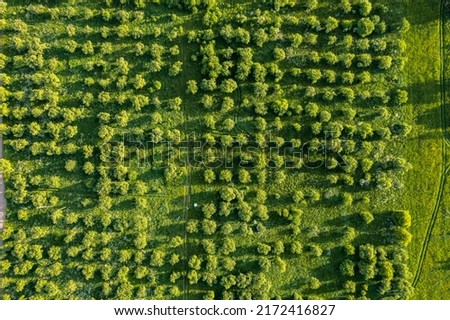 Orchard in summer from a height