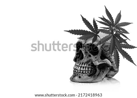 Black old skulls model and cannabis indica leaves isolated on white background.