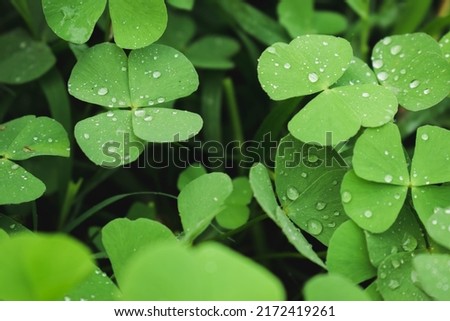 Dew on leaves.Drop of dew in morning on clover leaf.Natural plant green background of small wild clover.Raindrop fallen on the green clover leaf. Royalty-Free Stock Photo #2172419261