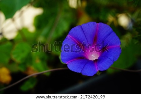 A morning-glory flower on green background Royalty-Free Stock Photo #2172420199
