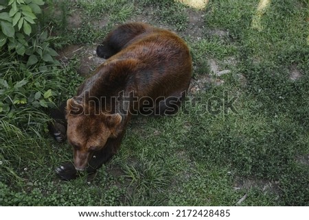 Picture of a big brown bear.