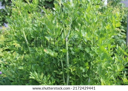 healthy lovage in the garden Royalty-Free Stock Photo #2172429441