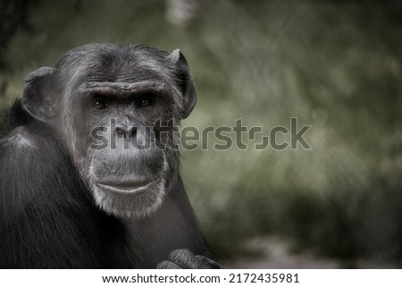 chimpanzee sitting with direct eye contact. Big monkey. Great ape. Photo of ape species Royalty-Free Stock Photo #2172435981