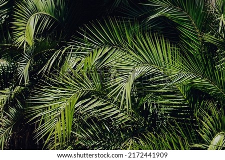 Group of big green leaves of exotic date palm trees. Cropped shot of tropical plant foliage lit by sunlight. Pollution free symbol. Close up, copy space for text, background. Royalty-Free Stock Photo #2172441909