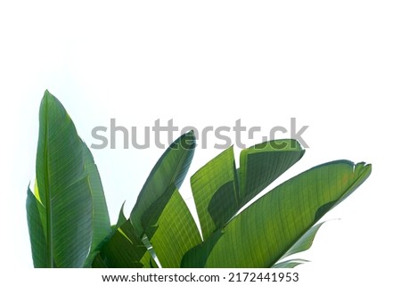 Group of big green leaves of exotic banana palm tree in sunshine on white background. Cropped shot of tropical plant with visible leaf texture. Pollution free symbol. Close up, copy space.