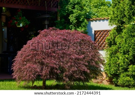 Red foliage of the weeping Laceleaf Japanese Maple tree (Acer palmatum) in garden Royalty-Free Stock Photo #2172444391