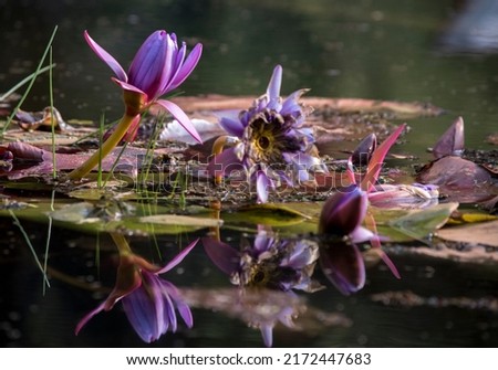 
lotus flower in a lake. Nenufar