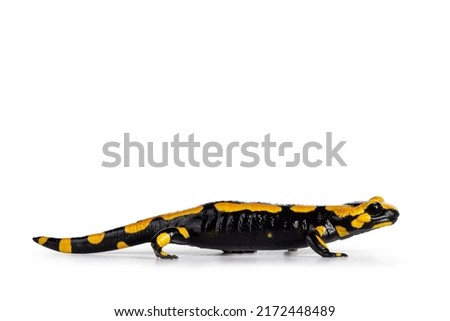 Close up from black with yellow Fite Salamander, walking side ways. Isolated on a white background.