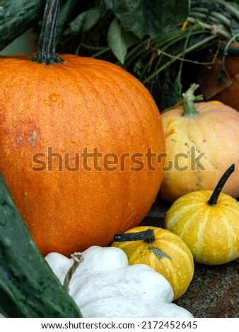 set of pumpkins of different sizes