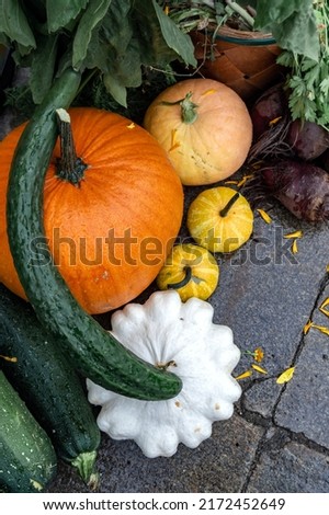 set of pumpkins of different sizes