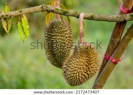 Close up durians on the durian tree in organic durian orchard. King of fruit.