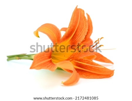 Orange day-lily flowers. lay down on white background