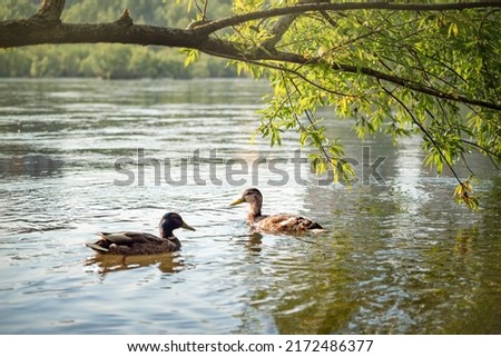 a young duck and a drake swim on the lake under the branches of a tree. Warm cute photo Royalty-Free Stock Photo #2172486377
