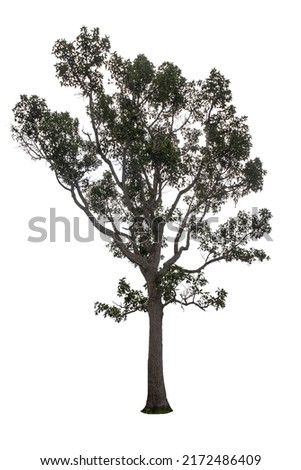 Cutout tree for use as raw material for editing work. Isolated beautiful green deciduous tropical green trees on white background with